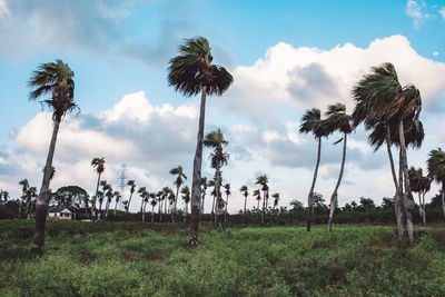 Palm trees on field against sky