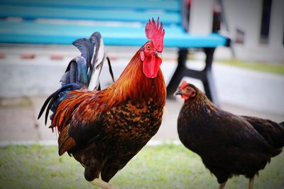 Close-up of rooster