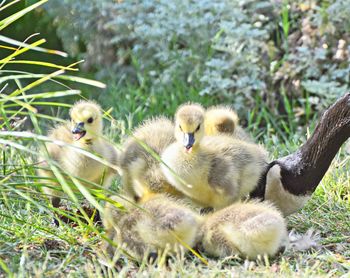 Ducks in a forest