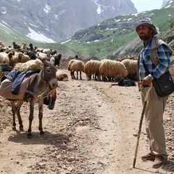 Shepherd with flock of sheep and donkey standing on dirt road