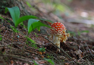 Close-up of fly agaric mushroom growing on field