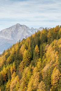 Orange yellow autumn larch trees forest with mountains. autumn or fall forest background.