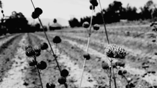 Close-up of flowering plants on land