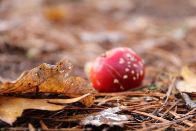 Close-up of mushroom growing on field