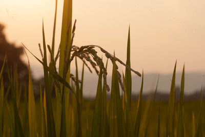 Close-up of crops growing on field against sky