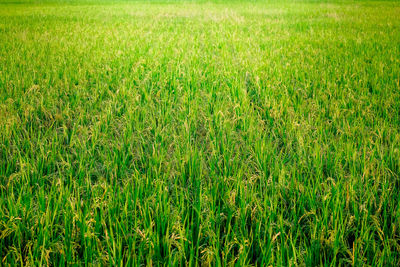 Full frame shot of corn field