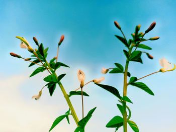 Close-up of flowering plant against sky