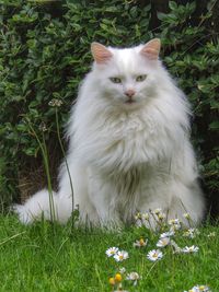 White cat looking away on field