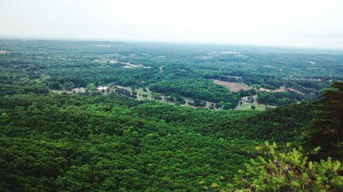 Trees on landscape