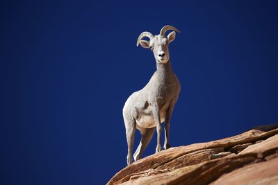 Low angle view of bighorn sheep on rock standing against clear blue sky