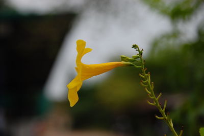 Close-up of yellow flowering plant