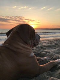 Dog at beach during sunset