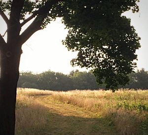 Trees on field against sky