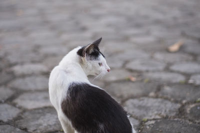 Cat sitting on footpath