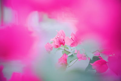 Close-up of pink cherry blossom