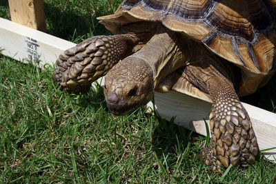 Close-up of a turtle in field