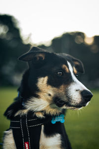 Tricolour border collie puppy.