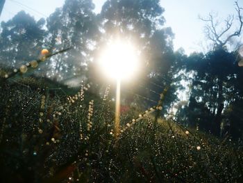 Sunlight streaming through trees on field against sky on sunny day