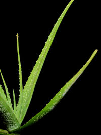 Close-up of fresh green plant against black background