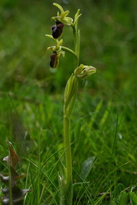 Close-up of flowering plant on field