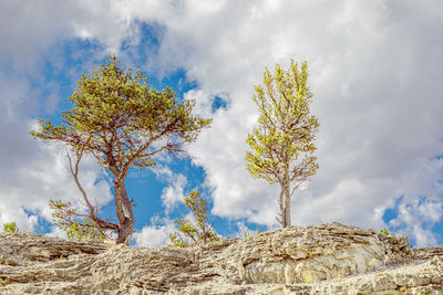 Low angle view of flowering trees against sky
