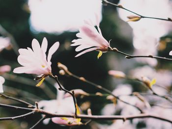 Close-up of white flowers blooming on tree