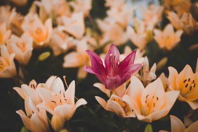 Close-up of flowers blooming outdoors