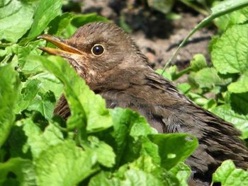 Close-up of bird perching on branch