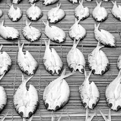 High angle view of birds on the wall