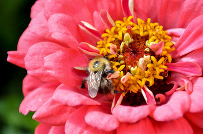 Close-up of bee on flower