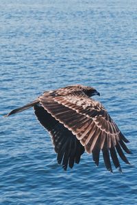 Bird flying over sea