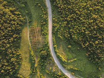 High angle view of food on plant by trees