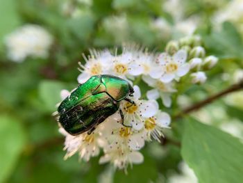 Close-up of insect on flower