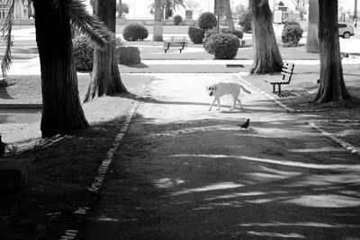 Dog and pigeon on footpath at park