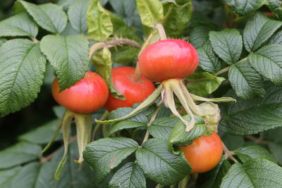 Close-up of cherries growing on tree