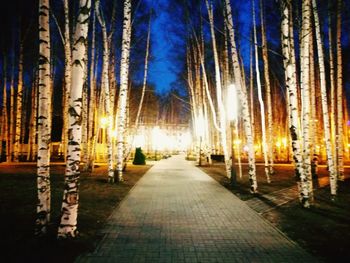 Illuminated trees at night