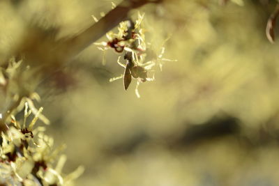 Close-up of flowering plant against blurred background