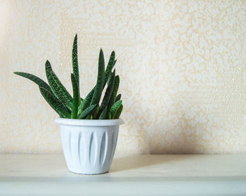 Close-up of succulent plant in pot