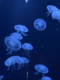 jellyfish