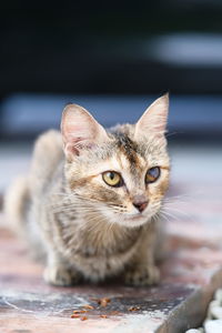 Portrait of tabby cat