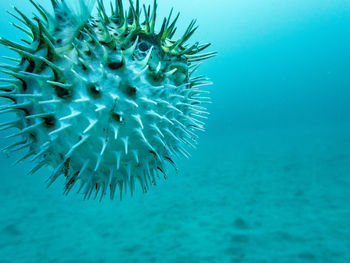 Close-up of jellyfish in sea