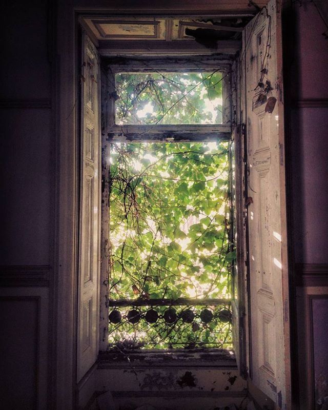 window, indoors, tree, house, green color, glass - material, door, transparent, closed, growth, home interior, built structure, day, plant, open, sunlight, architecture, no people, window frame, curtain