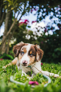 Portrait of dog sticking out tongue