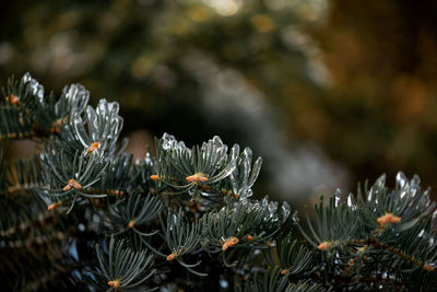 Icicles on pine needles of a pine tree outside during winter