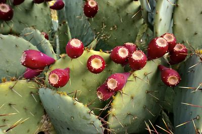 Close-up of red fruits