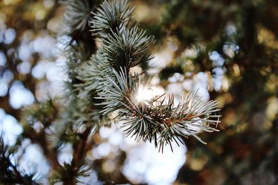 Close-up of pine tree