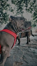 Close-up of a dog on field