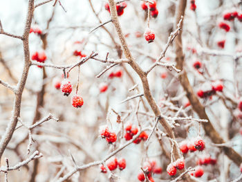 Close-up of red berries on tree