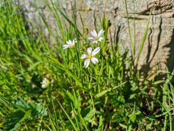 Close-up of white flowering plants on field