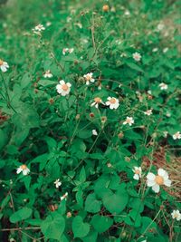 High angle view of flowering plants on field